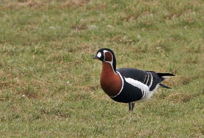 Red-breastedGoose01-large.jpg