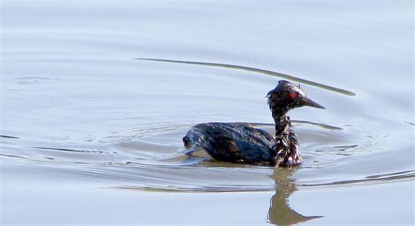 exxon-valdez-spill-005 (Medium).jpg