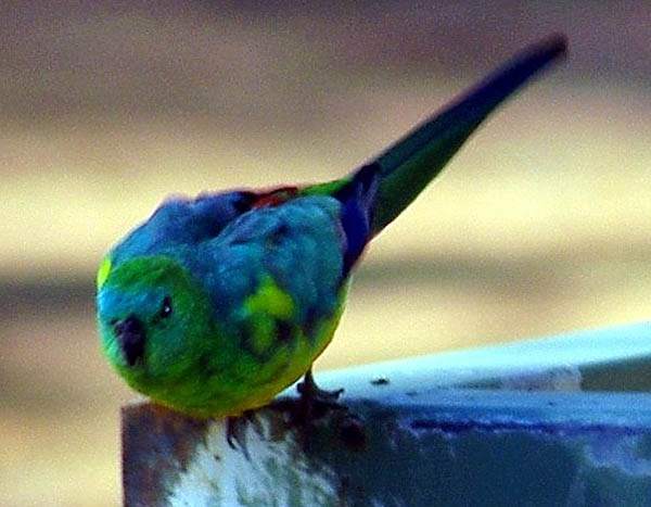 Red-rumped%20Parrot%20or%20Grass%20Parrot%20(Psephotus%20haematonotus)%20male%201%20-%20Dubbo,%20NSW.jpg