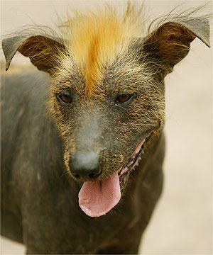 peruvianhairlessdog.jpg