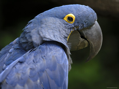 1155065~Hyacinth-Macaw-Head-Profile-Posters.jpg