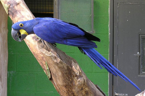 Hyacinth_Macaw.jpg