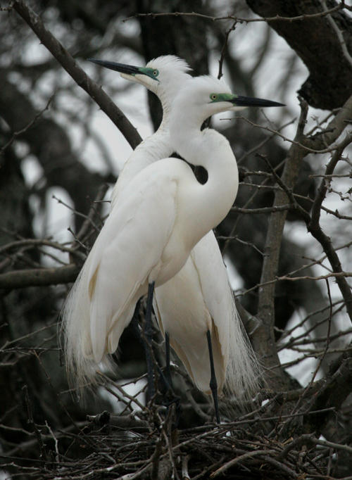 birds_south_luangwa_national_park_zambia_africa_imagelarge.jpg