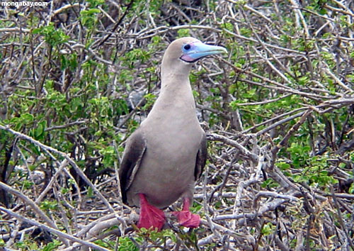 blue-beak_bird.jpg