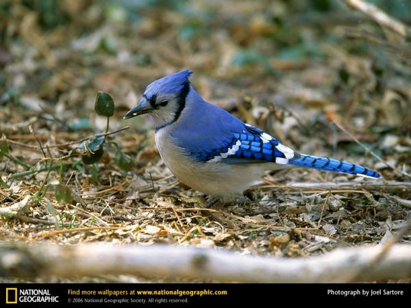 blue-jay.jpg