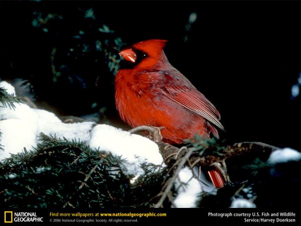 cardinal-in-tree.jpg