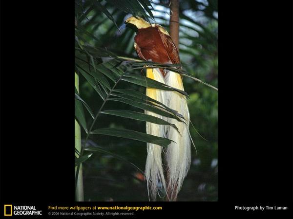 lesser-bird-of-paradise.jpg