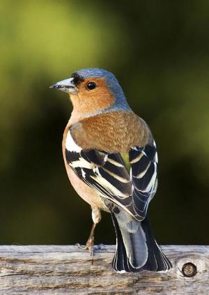 passerine-bird-3041.jpg