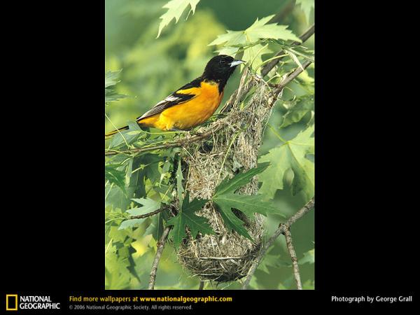 baltimore-oriole.jpg