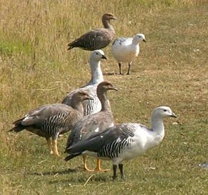 Magellan Goose.jpg