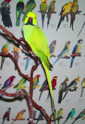 1 ringneck[1].jpg