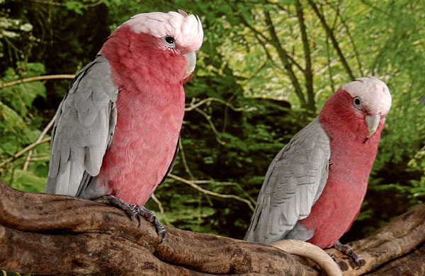 Galah[1].jpg