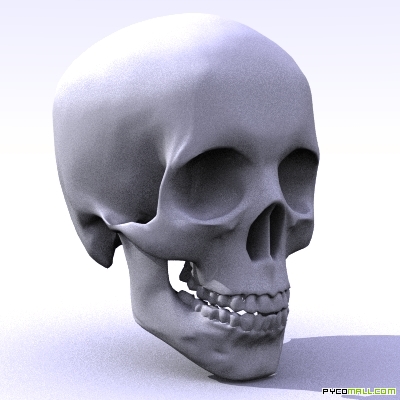 skull.jpg