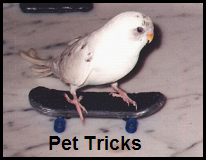 Pet%20Tricks[1].png