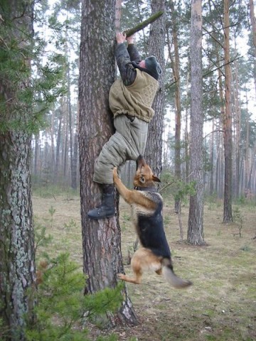 attack_dog_traning_went_wrong_Good_reasons_why_you_shouldnt_mess_with_nature-s450x600-37732-580.jpg