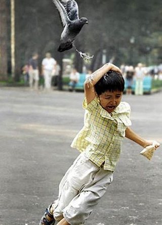 Bird_Attack_Good_reasons_why_you_shouldnt_mess_with_nature-s320x445-37728-580.jpg