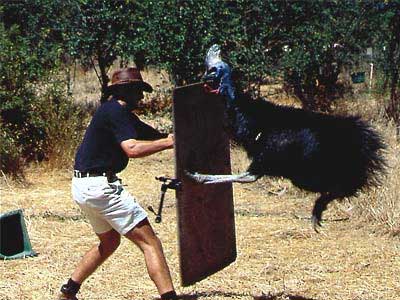 cassowary_attack_2_Good_reasons_why_you_shouldnt_mess_with_nature-s400x300-37721-580.jpg