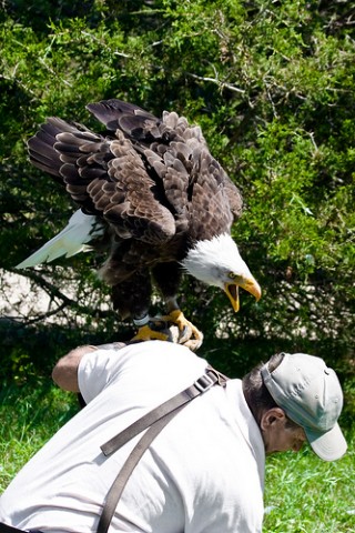 eagle_attack_Good_reasons_why_you_shouldnt_mess_with_nature-s333x500-37730-580.jpg