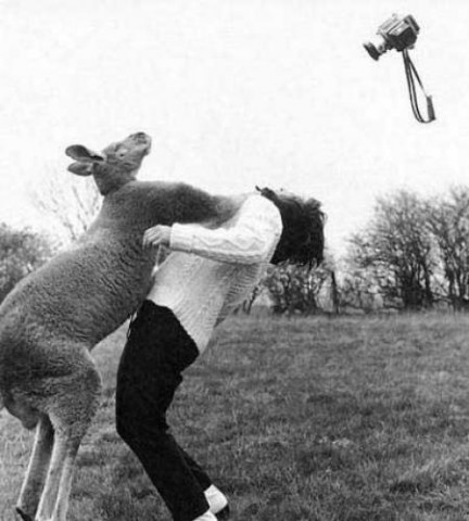 kangaroo_punch_woman_Good_reasons_why_you_shouldnt_mess_with_nature-s450x500-37734-580.jpg