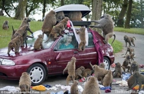 MonkeyAttack_Good_reasons_why_you_shouldnt_mess_with_nature-s595x388-37738-580.jpg