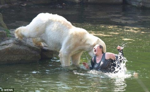 polar_bear_attack_Good_reasons_why_you_shouldnt_mess_with_nature-s500x308-37719-580.jpg