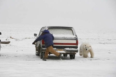 polar_bear_chase_Good_reasons_why_you_shouldnt_mess_with_nature-s864x576-37720-580.jpg