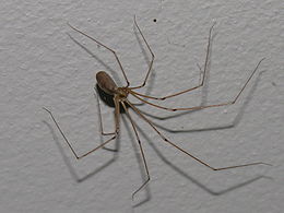 260px-Pholcus_phalangioides_(1).jpg