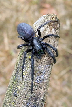 250px-Araña_Mandaio.07-0-2006.jpg