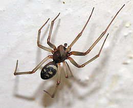 260px-Steatoda.grossa.jpg