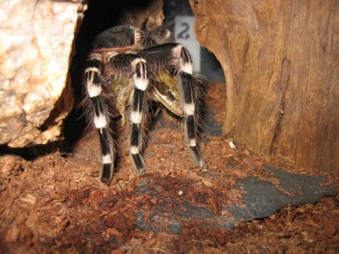 a.genikulata.jpg