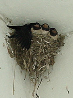 house-martin-1.jpg