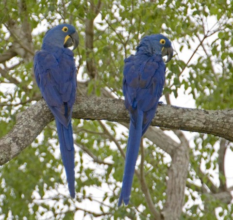 HyacinthMacaw2.jpg