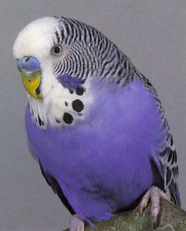 budgie.jpg