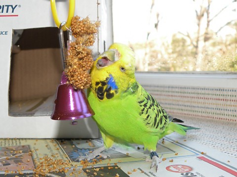 budgie tongue.JPG