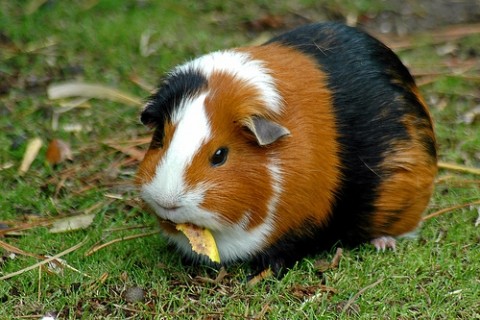 guinea_pig1.jpg