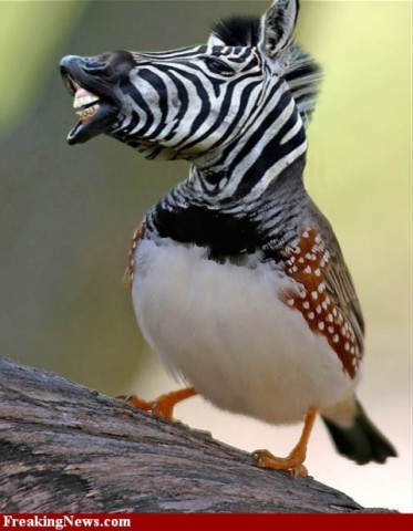 Kopija iš My-Zebra-Finch-54516.jpg