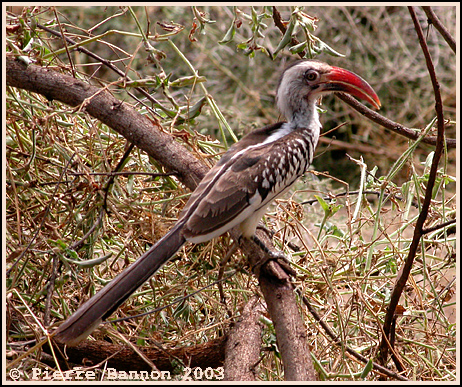 28340194.redbilledhornbillbaringo111103.jpg