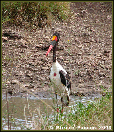 28340301.saddlebilledstorkserengeti251103.jpg