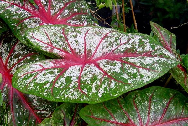 Caladium1.jpg