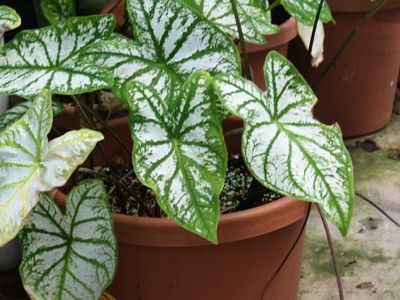 caladium.jpg