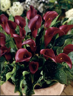 zantedeschia1.jpg