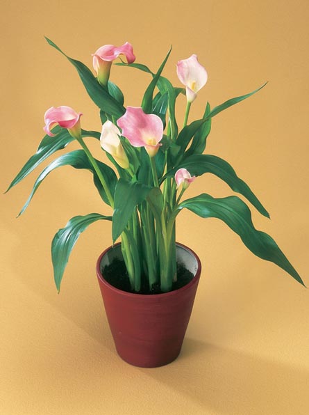 zantedeschia2.jpg