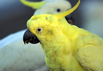 314503-yellow-cockatoo[1].jpg