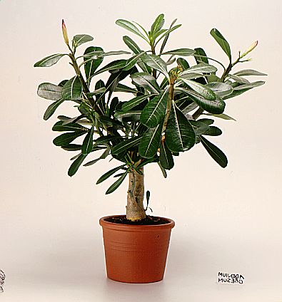 adenium_medis.jpg