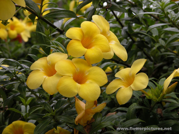 allamanda.jpg