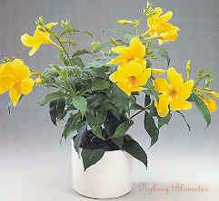 allamanda_1.jpg