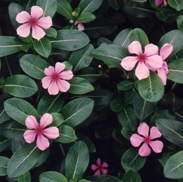 catharanthus.jpg