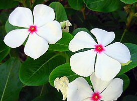 catharanthus1.jpg