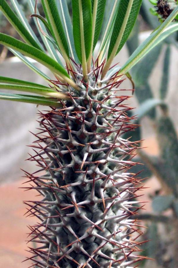 Pachypodium1.jpg