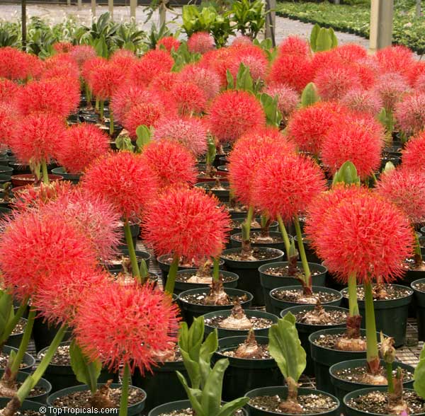 haemanthus.jpg